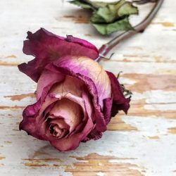 Rosen trocknen: Die besten Tipps fürs Haltbarmachen
