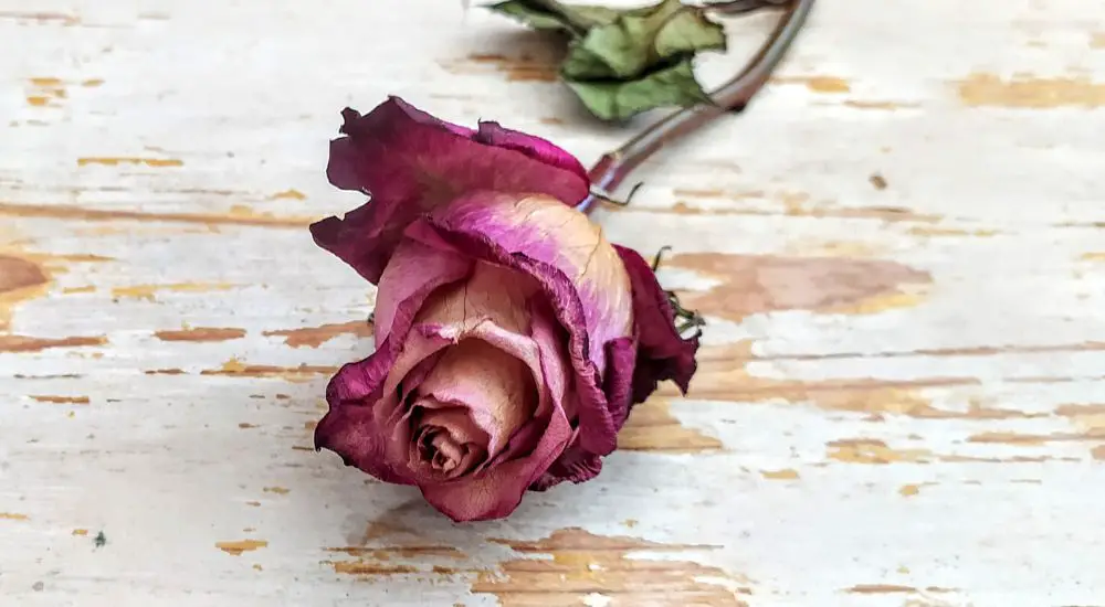Anleitung zum Rosen trocknen mit Tipps