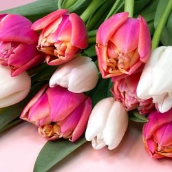 Tulpen trocknen: So gelingt es